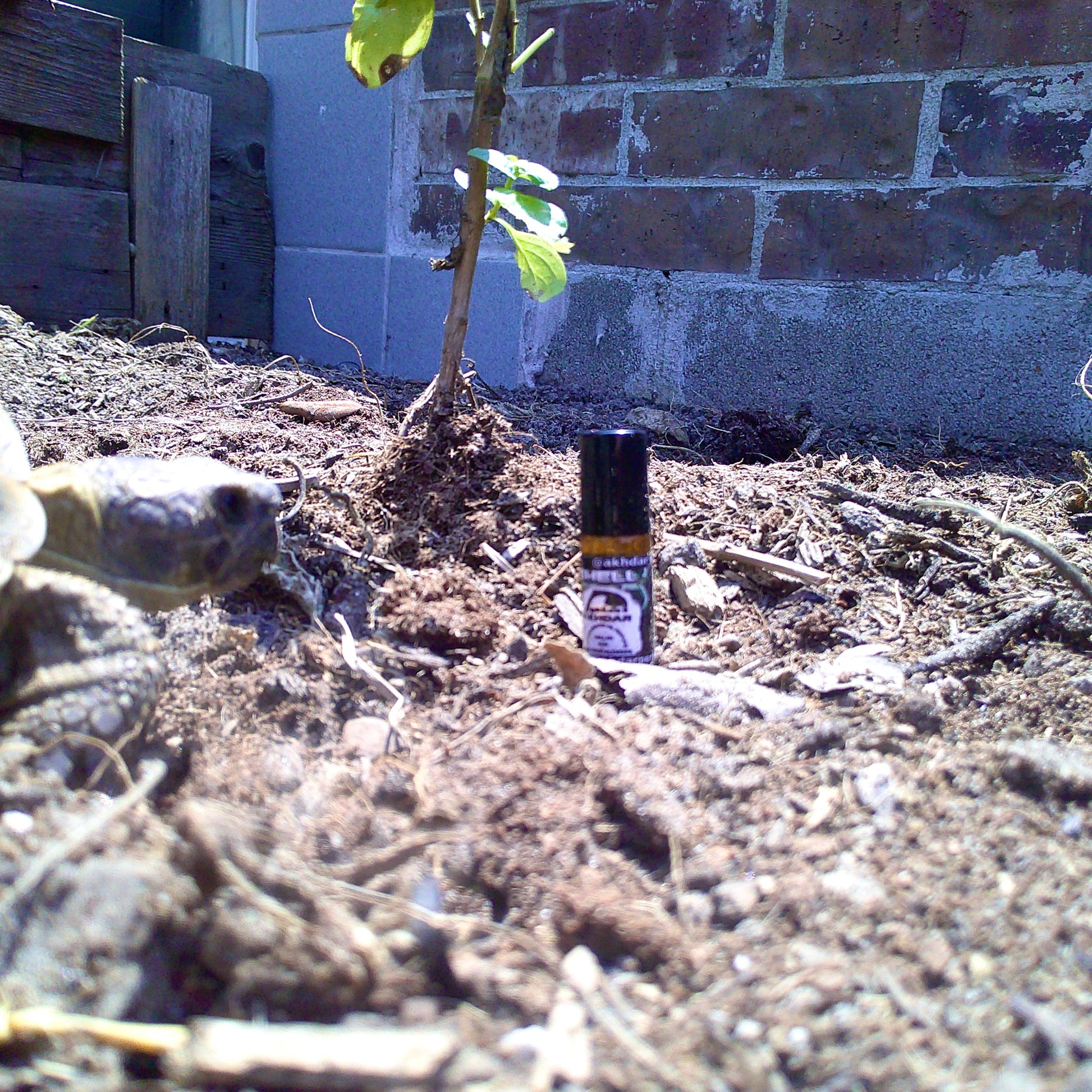 Shell v2 For Men - Perfume Oil (5 mL Roll-On)