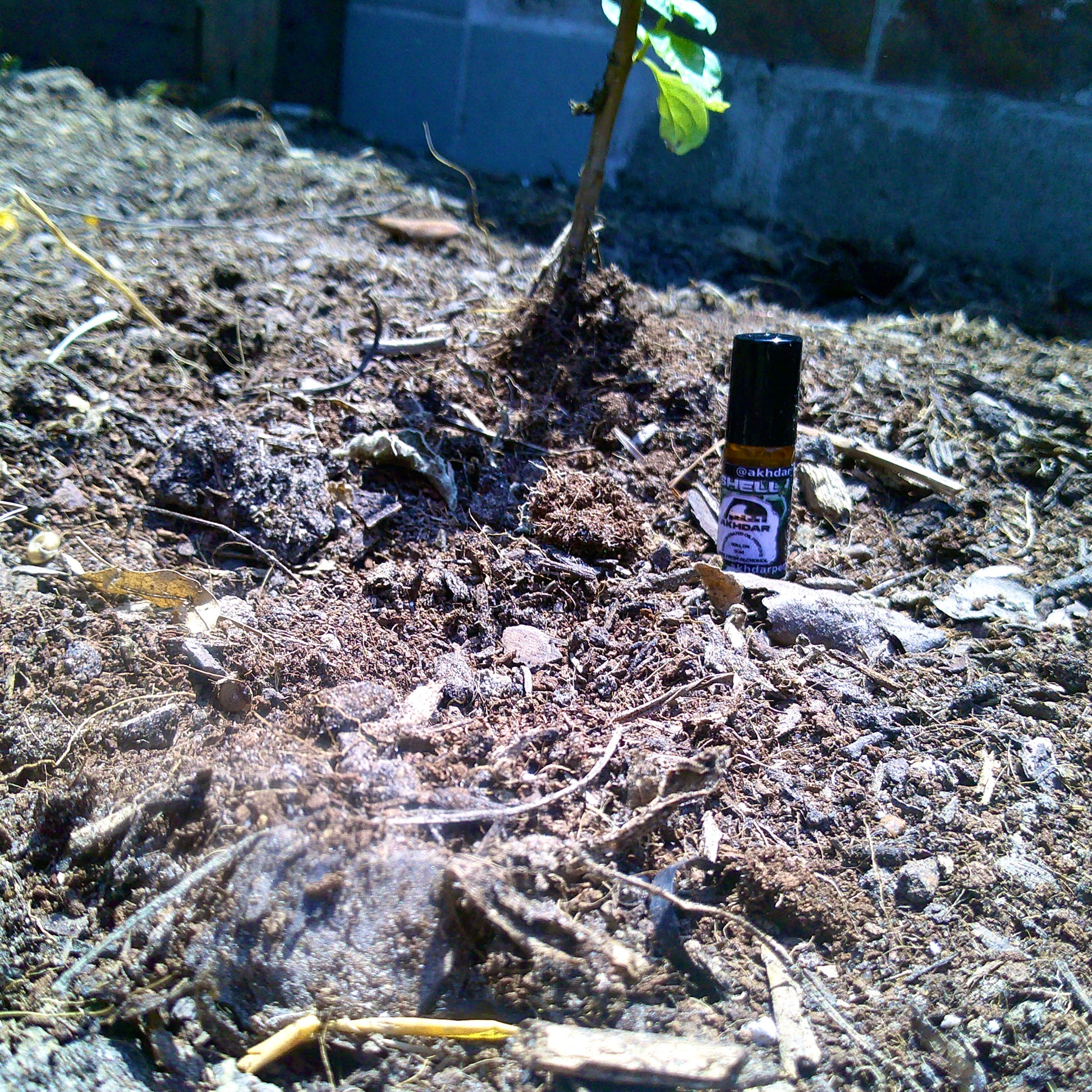Shell v2 For Men - Perfume Oil (5 mL Roll-On)
