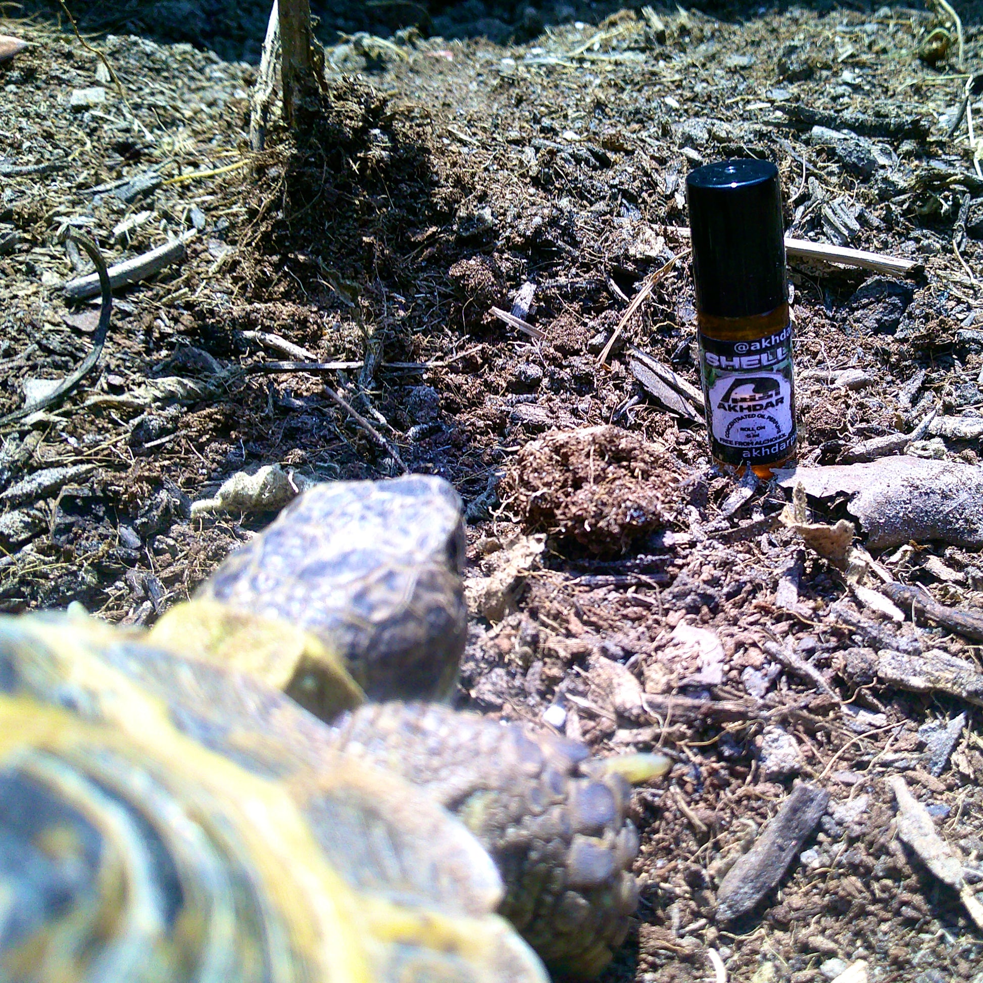 Shell v2 For Men - Perfume Oil (5 mL Roll-On)