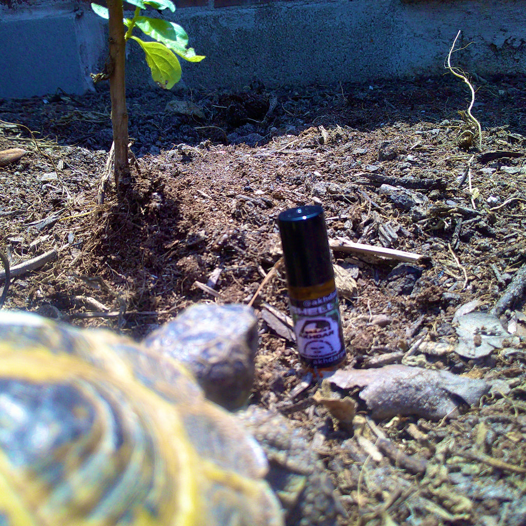Shell v2 For Men - Perfume Oil (5 mL Roll-On)