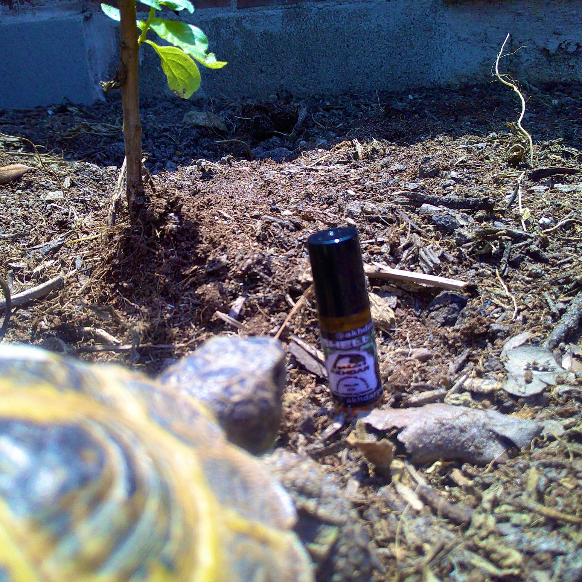 Shell v2 For Men - Perfume Oil (5 mL Roll-On)